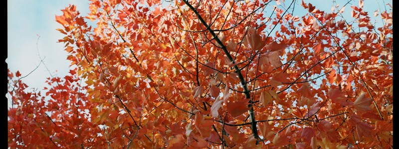 2011-11_501cm_autumn
