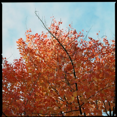 Fall